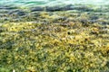 The seaweed is easily seen in Norwegian fjords when tides out - the green and brown seweed remains close to the coast of Alsta