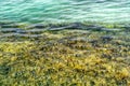 The seaweed is easily seen in Norwegian fjords when tides out - the green and brown seweed remains close to the coast of Alsta