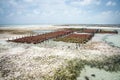 Seaweed farm, Jambiani, Zanzibar island Royalty Free Stock Photo