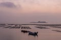 At the seaweed farm before sunrise in the morning, there are seaweed rows and boats Royalty Free Stock Photo