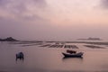 At the seaweed farm before sunrise in the morning, there are seaweed rows and boats Royalty Free Stock Photo