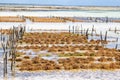 Seaweed farm in Zanzibar