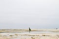 Seaweed farmers in the Indian Ocean, by Zanzibar island