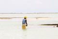 Seaweed farmers in the water off the white beaches of the I