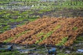 Seaweed Farming on the Balinese Island of Nusa Lembongan Just Off Mainland Bali. Royalty Free Stock Photo