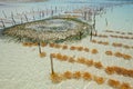 Seaweed farming Royalty Free Stock Photo