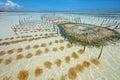 Seaweed farming