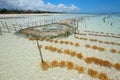 Seaweed farming