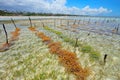 Seaweed farming Royalty Free Stock Photo