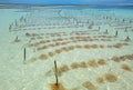 Seaweed farming Royalty Free Stock Photo