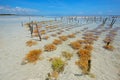 Seaweed farming - Zanzibar island Royalty Free Stock Photo