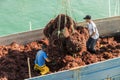 Seaweed fishery in Llanes, Spain