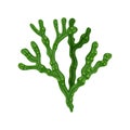 Seaweed Flat Illustration