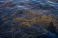 Seaweed found near the rocky beach on the Isle of Portland in Dorset in England