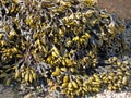 Seaweed Fucus vesiculosus Fucus vesiculosus