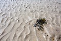 Seaweed in Grooved Sand Royalty Free Stock Photo