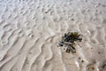 Seaweed in Grooved Sand