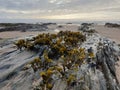 Seaweed growing on the rocks on the sea front sand rocks and sea crisp photo Royalty Free Stock Photo