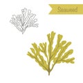 Seaweed