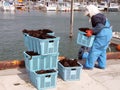 Seaweed harvest Royalty Free Stock Photo