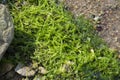 Living seaweed or algae on shore