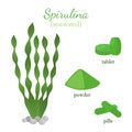 Seaweed - healthy spirulina. Green algae made in cartoon flat style Royalty Free Stock Photo