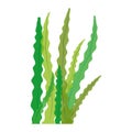Seaweed icon image