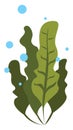 Seaweed, illustration, vector