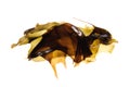 Seaweed kelp Royalty Free Stock Photo