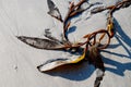 Seaweed kelp on sandy beach