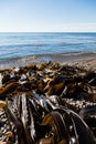 Seaweed kelp is on the seashore Royalty Free Stock Photo
