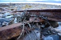 Seaweed kelp stuck to old rusted boat landing ramp