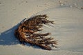 Seaweed lying on the beach sand at low tide in Laguna Beach, California. Royalty Free Stock Photo