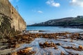 Seaweed lying on Portnoo beach in County Donegal after storm Brendan Royalty Free Stock Photo