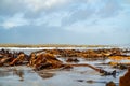 Seaweed lying on Portnoo beach in County Donegal after storm Brendan Royalty Free Stock Photo