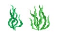 Seaweed or Macroalgae as Aquatic and Marine Plants Growing on Ocean Bottom Vector Set