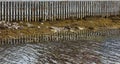 Seaweed and moss on the shore in front of a fence, Qaqortoq, Greenland Royalty Free Stock Photo