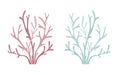 Seaweed natural sea bush