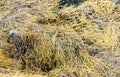 The seaweed in Norwegian fjords - tides out but green and brown seweed remains on the coast of Alsta Island. Close to Sandnessoen