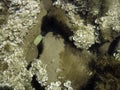 Seaweed Padina pavonica in clear sea water near the shore Royalty Free Stock Photo