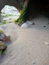 seaweed plant on the baech Royalty Free Stock Photo