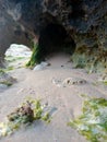 seaweed plant on the baech Royalty Free Stock Photo