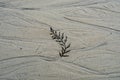 Seaweed plant frond on white beach sand texture rivulets