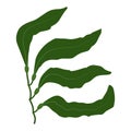 Seaweed plant macrocystis logo icon