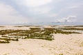 Seaweed plantation in ocean at  the low tide time in summer day Royalty Free Stock Photo