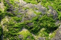 Seaweed plants growing on rocks, close up Royalty Free Stock Photo