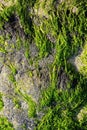 Seaweed plants growing on rocks, close up Royalty Free Stock Photo