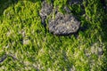 Seaweed plants growing on rocks, close up Royalty Free Stock Photo