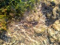 Seaweed on the rock. Exotic summer beach with seaweed Royalty Free Stock Photo