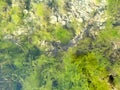 Seaweed on the rock. Exotic summer beach with seaweed Royalty Free Stock Photo